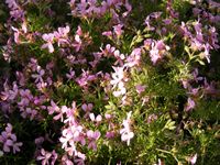 Pelargonium denticulatum 
